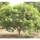 Amrapali Mango Live Indian Garden Plants