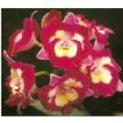 Cattleya Orchids Plants CMB1125