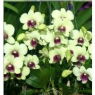Cattleya Orchids Plants CMB1151