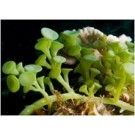 Green Caulerpa Peltata Macro Algae 