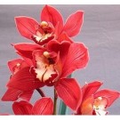 Cymbidium Orchid Plants CMB1031