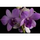 Dendrobium Orchids Plants DMB1373