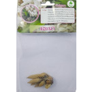 Dynamic Seeds Anna Curcuma Big Bulb – 4–5 Pc Hybrid Bulbs with Pink-Purple Bracts