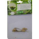 Dynamic Seeds Jasmine White Curcuma Big Bulb – 4–5 Pc Hybrid Bulbs with Elegant White Bracts