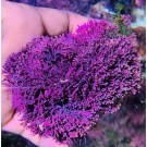 Purple Macroalgae GR1