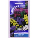 SUTTONS England Statice Sinuata Special mix