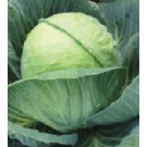 Syngenta BC 86 Royal Star Cabbage Commercial Agriculture Seeds