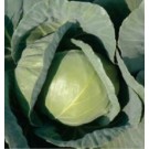 Syngenta BC 90 Cabbage Commercial Agriculture Seeds