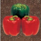 Syngenta Bomby Capsicum Commercial Agriculture Seeds