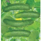 Syngenta CAIH30 Rajani Cucumber Commercial Agriculture Seeds