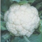 Syngenta CFL1522 Cauliflower Commercial Agriculture Seeds