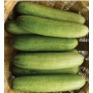 Syngenta Glossy Cucumber Commercial Agriculture Seeds