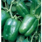 Syngenta Indra Capsicum Commercial Agriculture Seeds