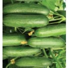 Syngenta Kafka Cucumber Commercial Agriculture Seeds