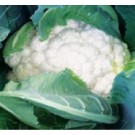 Syngenta Lucky Cauliflower Commercial Agriculture Seeds