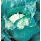 Syngenta Quisto Cabbage Commercial Agriculture Seeds