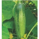 Syngenta Simran Cucumber Commercial Agriculture Seeds