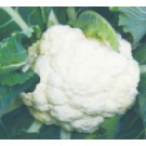 Syngenta Snow Queen Cauliflower Commercial Agriculture Seeds