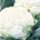 Syngenta Suhasini Cauliflower Commercial Agriculture Seeds